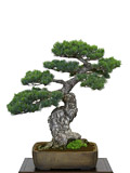 bonsai